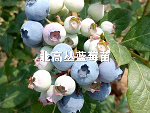 莱格西蓝莓苗