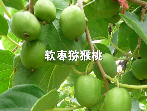 软枣苗